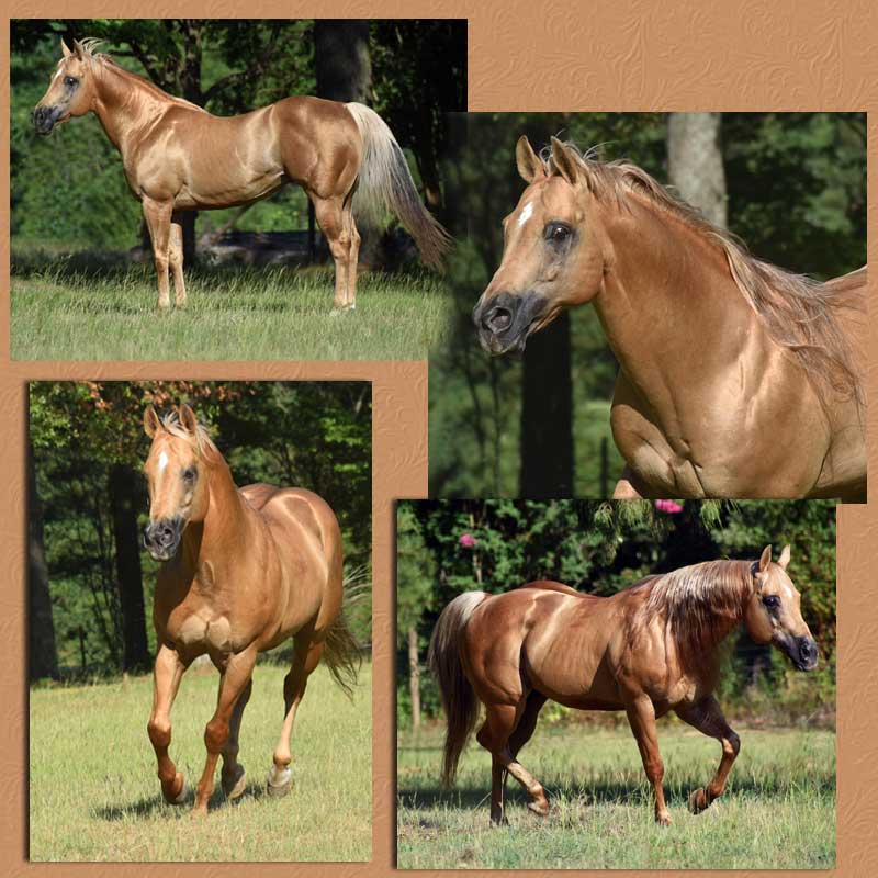 Shining SilverNGold Palomino Quarter Horse Stallion Service Circle M